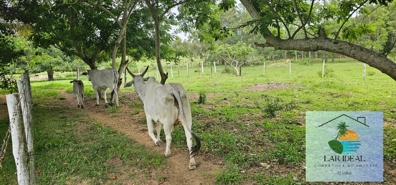 Fazenda à venda com 2 quartos, 7800m² - Foto 16